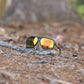 Fox Eyewear "Pink Roses "