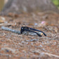 Fox Eyewear "Blackout"