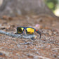 Fox Eyewear "Abstract"