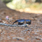 Fox Eyewear "Blackout"
