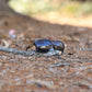 Fox Eyewear "Checkers"